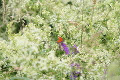 Lycaena hippothoe