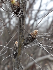 Caragana arborescens