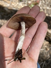Psathyrella subpurpurea