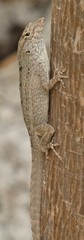 Anolis litoralis