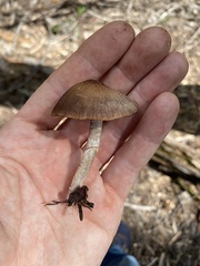 Psathyrella subpurpurea