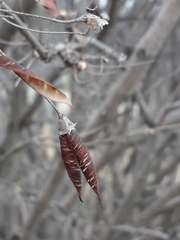 Caragana arborescens