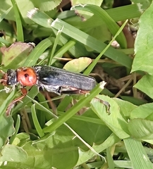 Cantharis annularis