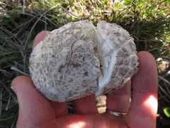 Calbovista subsculpta