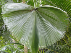 Pritchardia pacifica
