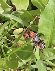 Cantharis annularis