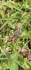 Cantharis annularis