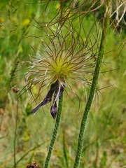 Pulsatilla montana