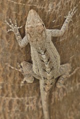 Anolis litoralis