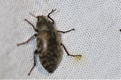 Epitragodes tomentosus