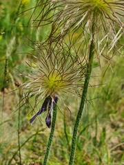 Pulsatilla montana