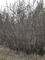 Caragana arborescens