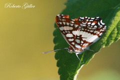 Ariconias glaphyra