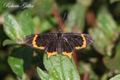 Barbicornis basilis mona