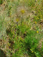 Pulsatilla montana