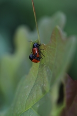 Cryptocephalus bipunctatus