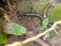 Archispirostreptus syriacus