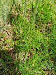 Pulsatilla montana