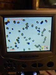 Psathyrella subpurpurea