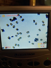 Psathyrella subpurpurea