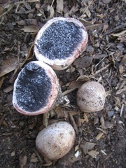 Scleroderma albidum