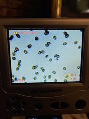 Psathyrella subpurpurea