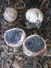 Scleroderma albidum