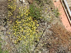 Asteriscus aquaticus