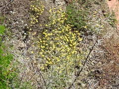 Asteriscus aquaticus