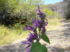 Salvia purpurea