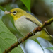 Swinhoe's White-Eye - Photo (c) Bronze Cheung Kwok Yee, some rights reserved (CC BY-NC), uploaded by Bronze Cheung Kwok Yee