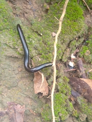 Archispirostreptus syriacus