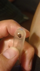 Dermacentor andersoni