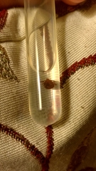 Dermacentor andersoni