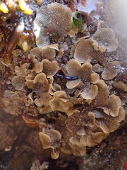 Dendrobeania lichenoides