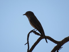 Muscicapa striata striata