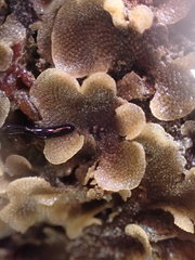 Dendrobeania lichenoides