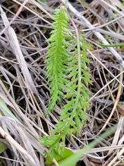 Achillea millefolium borealis