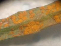 Coleosporium senecionis