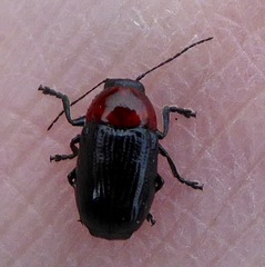 Cryptocephalus sanguinicollis