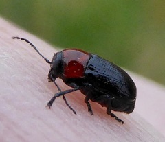 Cryptocephalus sanguinicollis