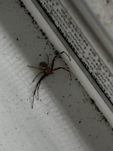 Misumenoides vigilans