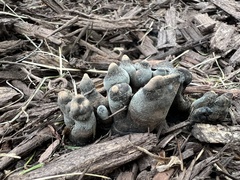 Xylaria