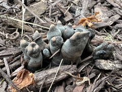 Xylaria