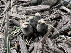 Xylaria