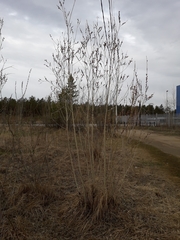 Salix