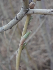 Salix