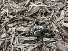 Xylaria