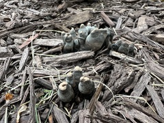 Xylaria