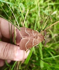 Macrothylacia digramma